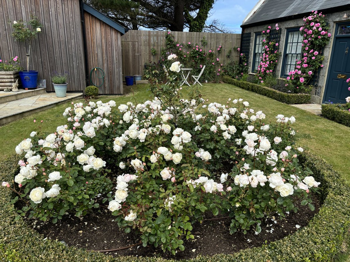La Tour, Sark. One of FOUR ⁦<a href="/NGSOpenGardens/">National Garden Scheme</a>⁩ in the bailiwick this summer. ⁦<a href="/SeigneurOfSark/">Christopher Beaumont</a>⁩ ⁦<a href="/TheQNI/">The Queen's Nursing Institute</a>⁩ ⁦<a href="/CiqniN/">@QNsChannel Islands</a>⁩