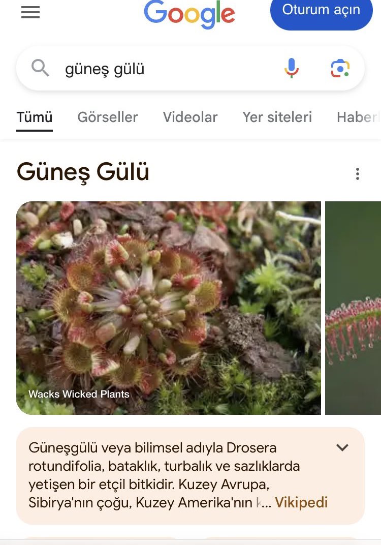 Senin o dallarıni kesmez miyim şimdi #gunesgulu #yks2024 #osym24 #tyt