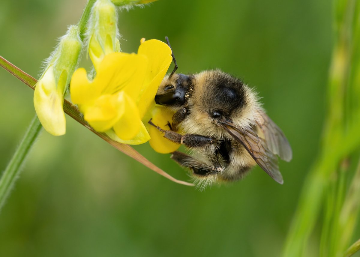 chiddymark's tweet image. Shrill and brown banded carder seasalter @mike_gould6 @DavidKentNature @stevereynaert @BuzzingShrill @BumblebeeTrust @Bex_Cartwright