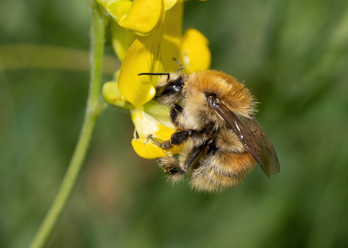 chiddymark's tweet image. Shrill and brown banded carder seasalter @mike_gould6 @DavidKentNature @stevereynaert @BuzzingShrill @BumblebeeTrust @Bex_Cartwright