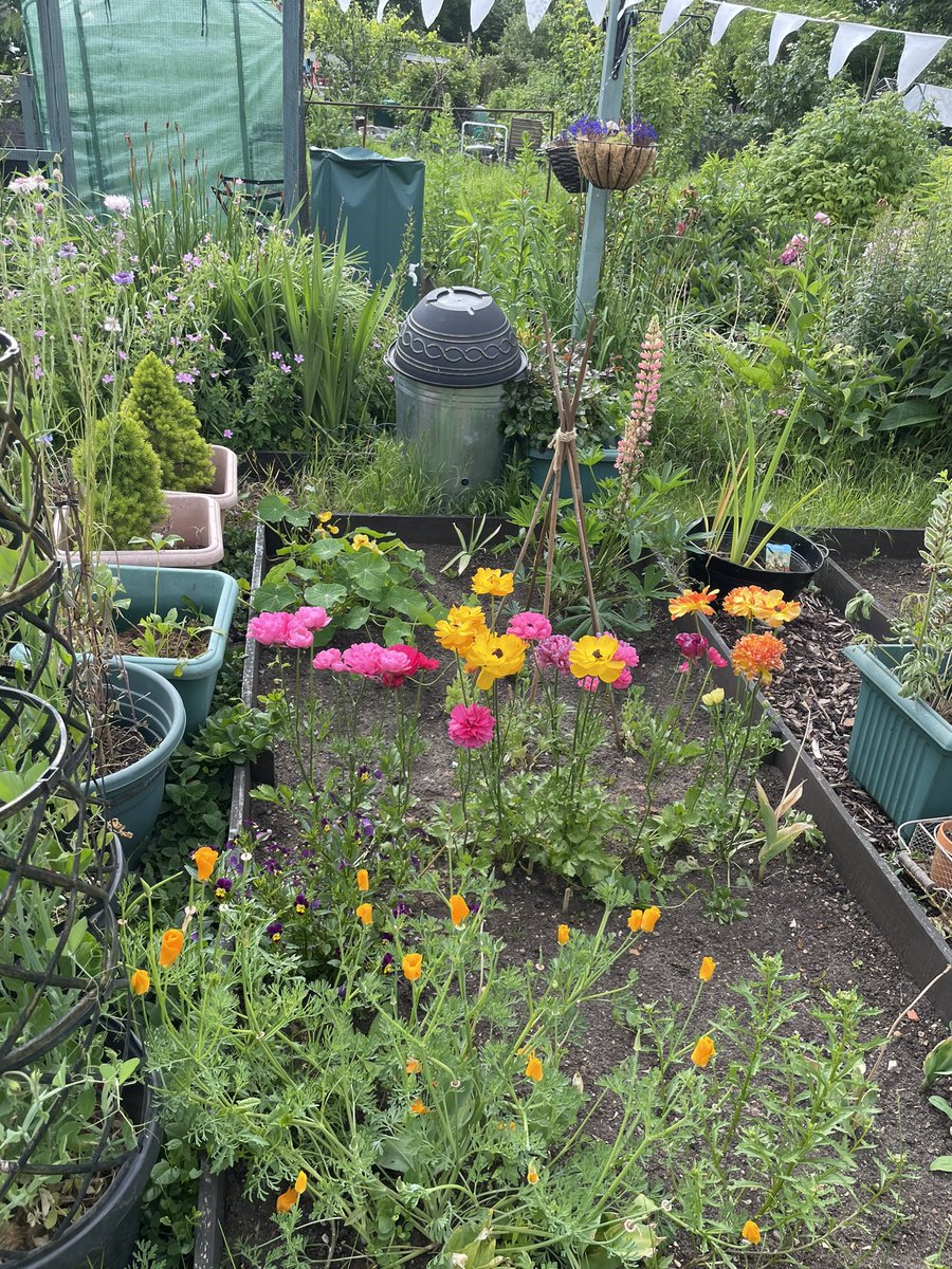 Plot2Pavilion's tweet photo. What a lovely morning to be outside #ThePlotThickens #bluesky #plants #allotmentlife https://t.co/T5dofQEhqg