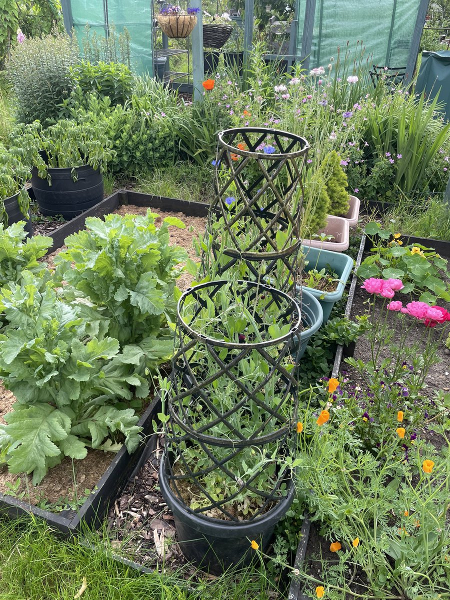 Plot2Pavilion's tweet photo. What a lovely morning to be outside #ThePlotThickens #bluesky #plants #allotmentlife https://t.co/T5dofQEhqg