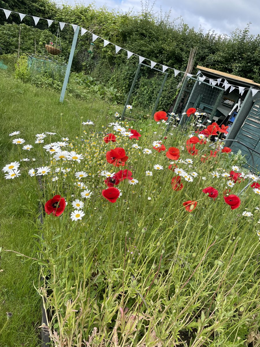 Plot2Pavilion's tweet photo. What a lovely morning to be outside #ThePlotThickens #bluesky #plants #allotmentlife https://t.co/T5dofQEhqg