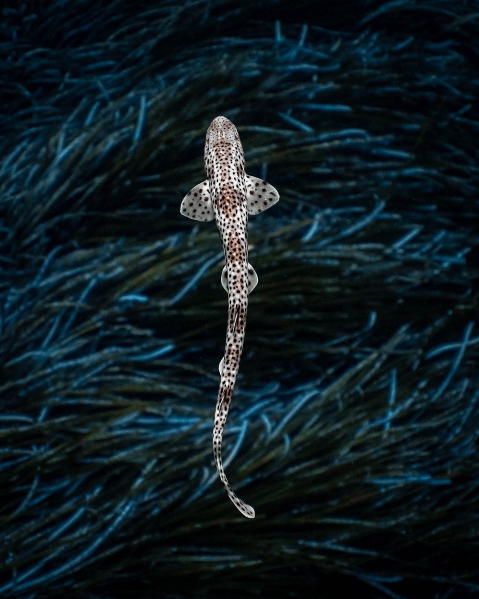 sonyitalia's tweet photo. Un grazie speciale a Marco che anche oggi ci guida alla scoperta delle meraviglie oceaniche per la Giornata Mondiale degli Oceani! 🌊🐙🐟
📸 | A7SIII - Marco Spinelli
#SonyAlpha #AlphaUniverse #Alpha7SIII #SonyWildlife #SonyCares #WorldOceanDay https://t.co/9hBJE9Zy1H