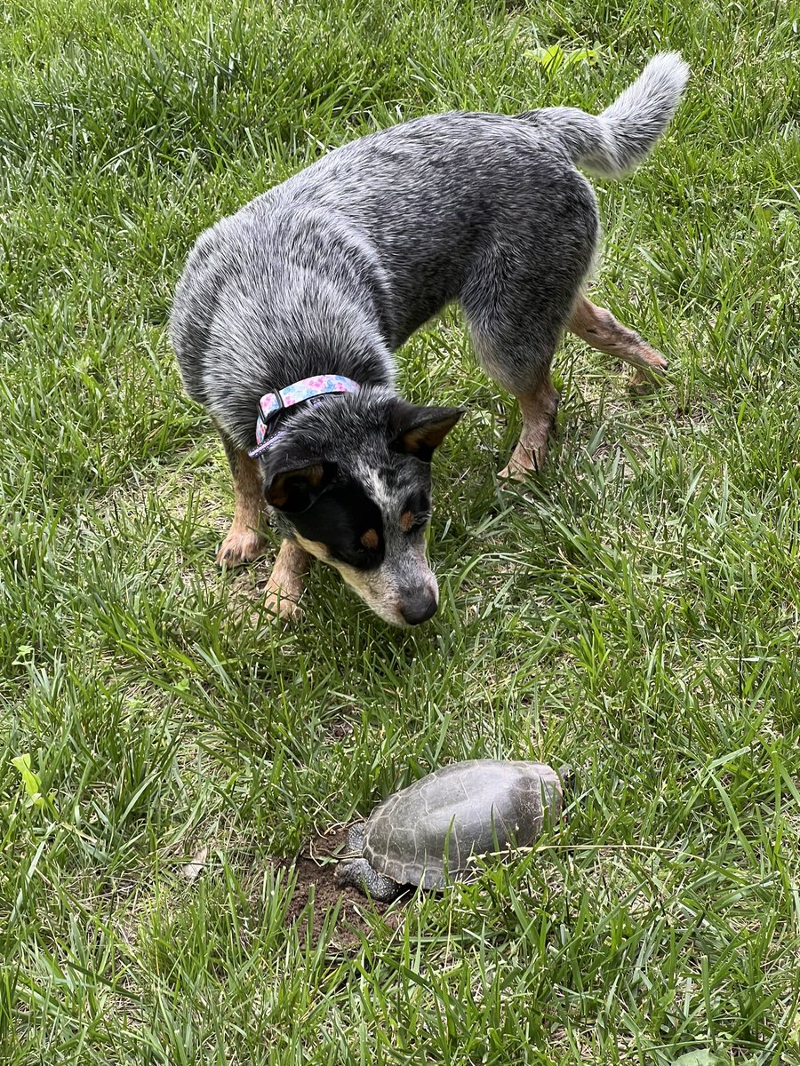 Cousin Dixie not sure what this creature is and why it’s in her yard 😆