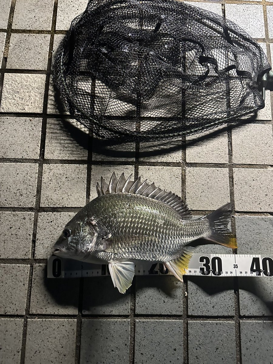 0w0Da1's tweet photo. 久々に釣れた。（キビレ） https://t.co/OypcnoRPWf