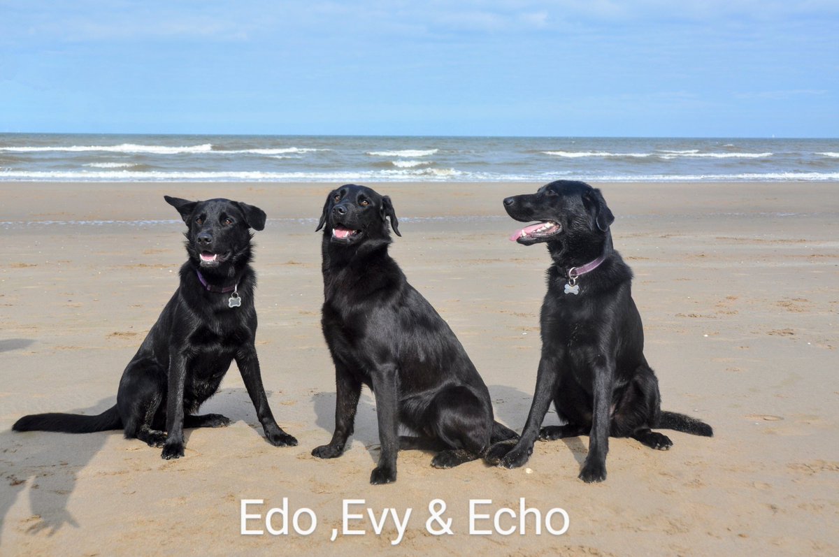 Het was weer gezellig met dit drietal op het strand, alle drie in opleiding tot geleidehond.   
<a href="/KNGFGeleidehond/">KNGF Geleidehonden</a> #puppypleegezin #genieten #kruising #oudduitseherder #labrador
