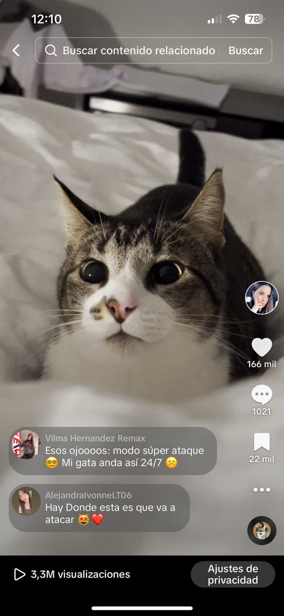 k4rollC's tweet photo. Mi gato se re pego en tik tok mínimo quiero canje de Royal Canin, es re caro mantener al famoso https://t.co/jbUjLB1y8K