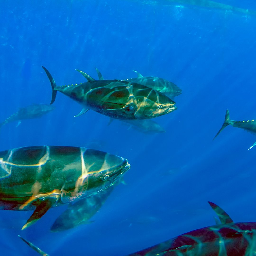BlueNalu (@bluenaluinc) on Twitter photo 🌊Happy <a href="/WorldOceansDay/">World Ocean Day</a>! This year’s theme is “Catalyzing Action for Our Ocean & Climate,” which aligns with our mission at BlueNalu. Embracing cell-cultivated seafood offers an avenue to alleviate the pressure on bluefin tuna populations, safeguarding this magnificent species. 🌊Happy <a href="/WorldOceansDay/">World Ocean Day</a>! This year’s theme is “Catalyzing Action for Our Ocean & Climate,” which aligns with our mission at BlueNalu. Embracing cell-cultivated seafood offers an avenue to alleviate the pressure on bluefin tuna populations, safeguarding this magnificent species.