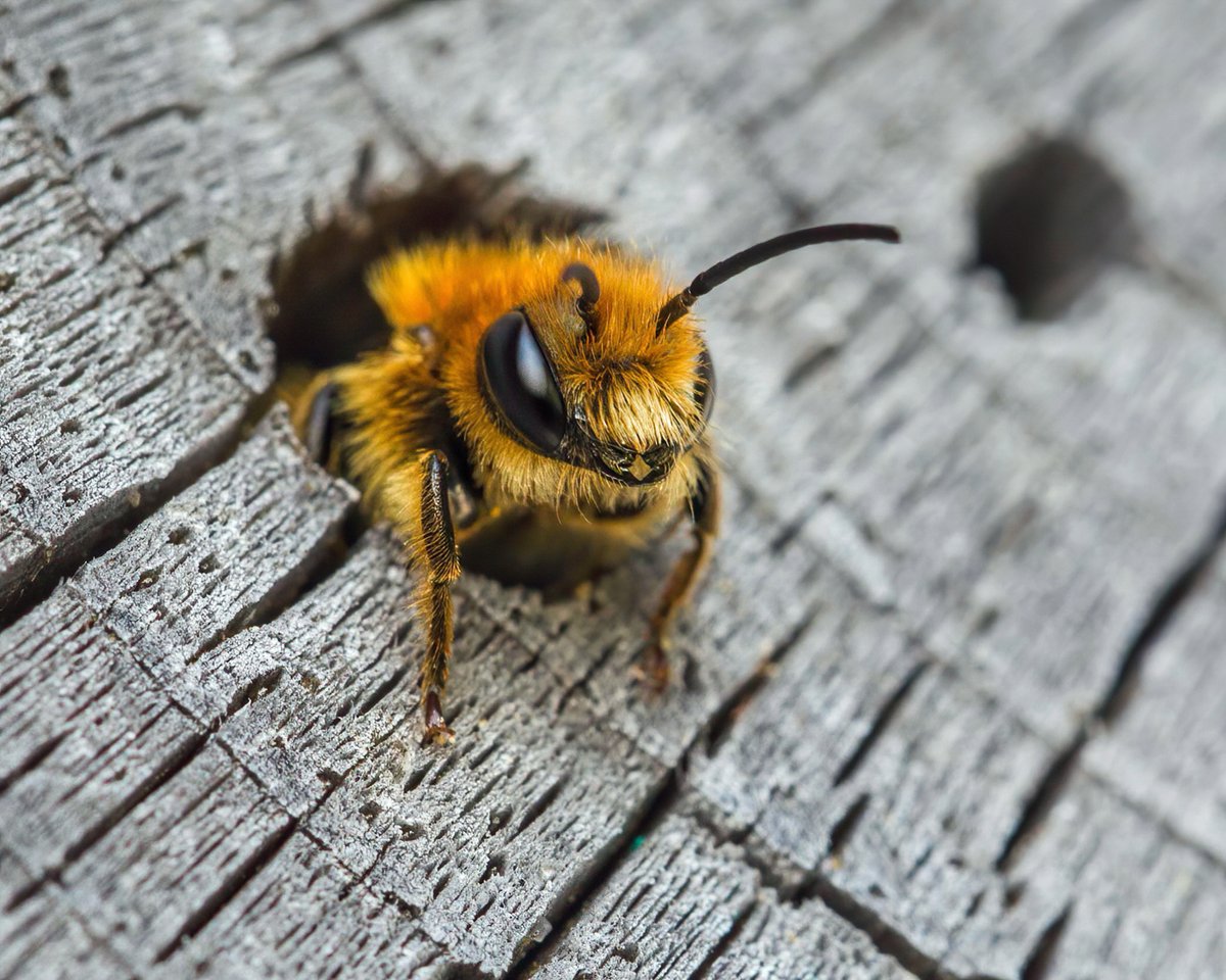 Ed_P_Wildlife's tweet image. In the garden bee-hotel today. I'm assuming it's a male Megachile Leafcutter Bee, but not certain. #Staffs #SolitaryBees #PoorMemory