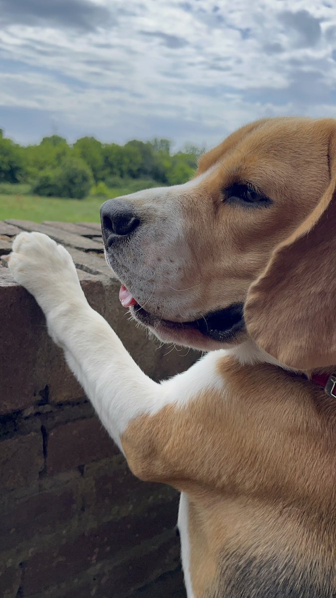 “Guarda Beniamino! Un giorno tutto questo sarà tuo!”
“Scherzi? È GIÀ TUTTO MIO!” #puppy #beagle
