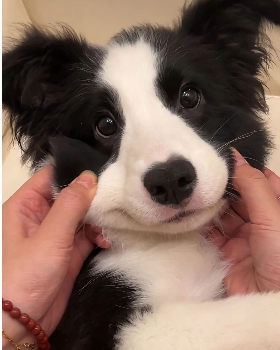 dogssaveworld's tweet photo. https://t.co/fOzYKV1xo6