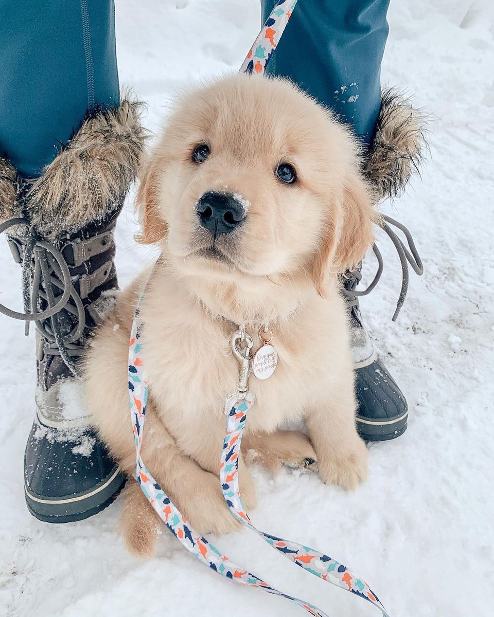 dogssaveworld's tweet photo. https://t.co/gImBsjJKz7