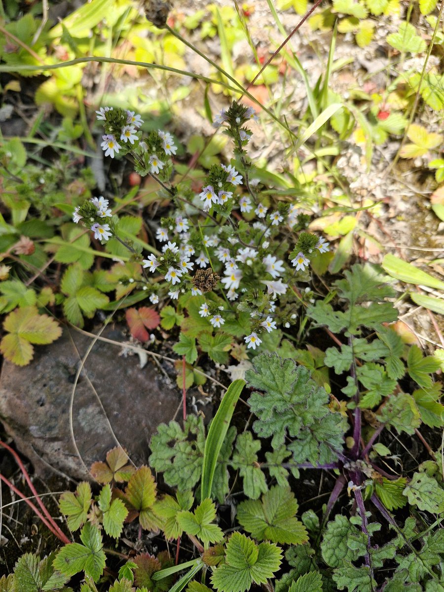 bobhogrunner's tweet photo. @teeswildlife @teesbirds1 @nybirdnews @Natures_Voice A few for the Botanists, S Gare this A M. #CommonStorksbill? #Eyebright?#CommonRestHarrow? and #CommonToadFlax. Dull names for some beautiful #Fliwers! https://t.co/0EWbYo2OM7