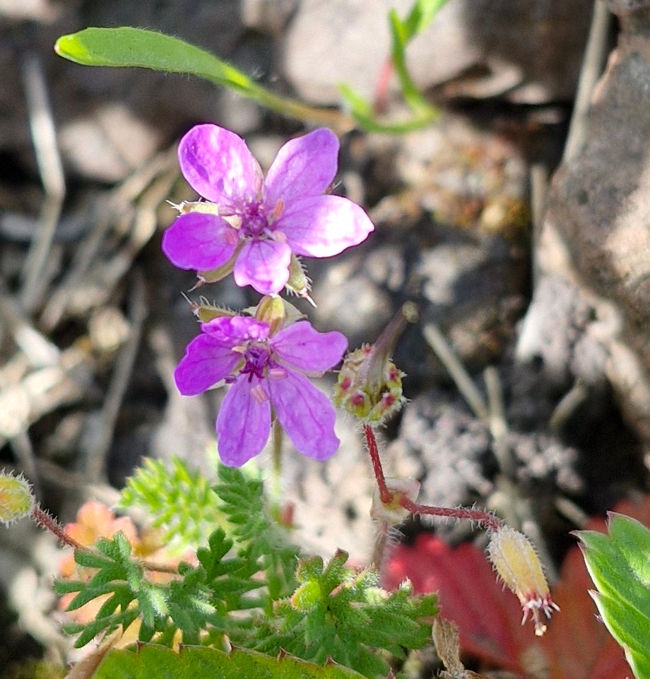 bobhogrunner's tweet photo. @teeswildlife @teesbirds1 @nybirdnews @Natures_Voice A few for the Botanists, S Gare this A M. #CommonStorksbill? #Eyebright?#CommonRestHarrow? and #CommonToadFlax. Dull names for some beautiful #Fliwers! https://t.co/0EWbYo2OM7