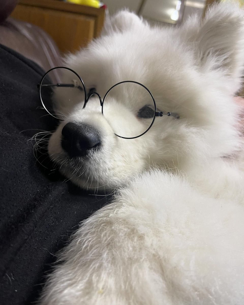 dogs so cute that could save the world (@dogssaveworld) on Twitter photo 