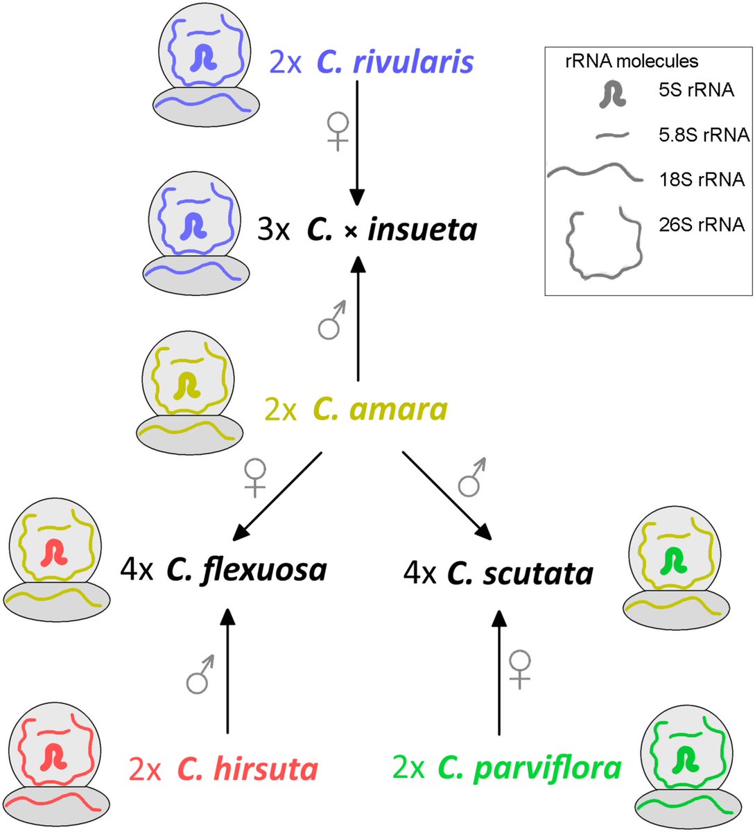 Terezie Mandakova tweet media