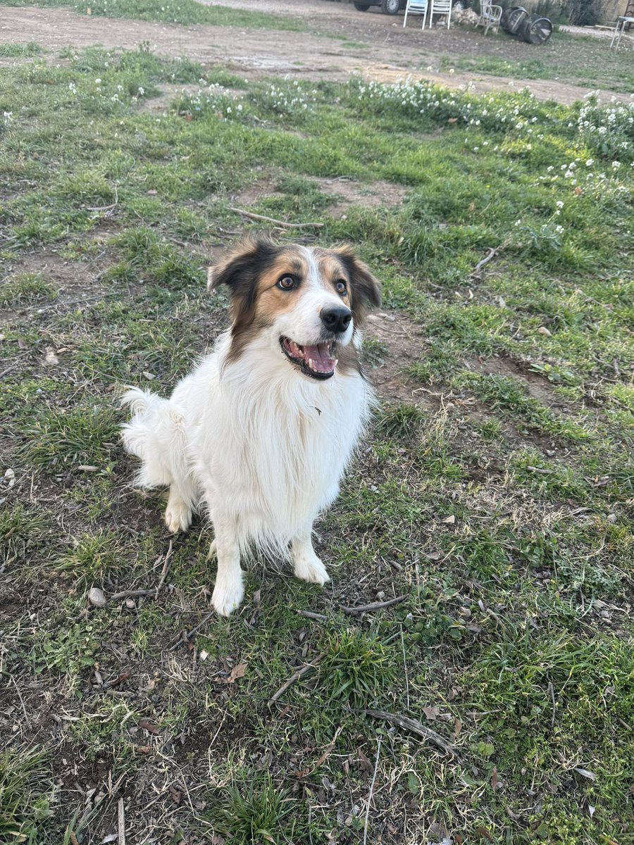 v3hee's tweet photo. @naughtyparadoxx Yo tengo dos 🐶 y la verdad que cuando eran pequeños fue duro, ahora es mas manejable 🤣 https://t.co/CJlWGafMwP