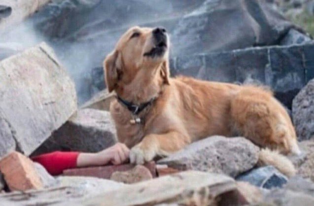 Gün gelecek hayata dönmek için bir patiye ihtiyacınız olacak dilerim bulamazsınız .  #ŞanlıUrfadaKatliamVar