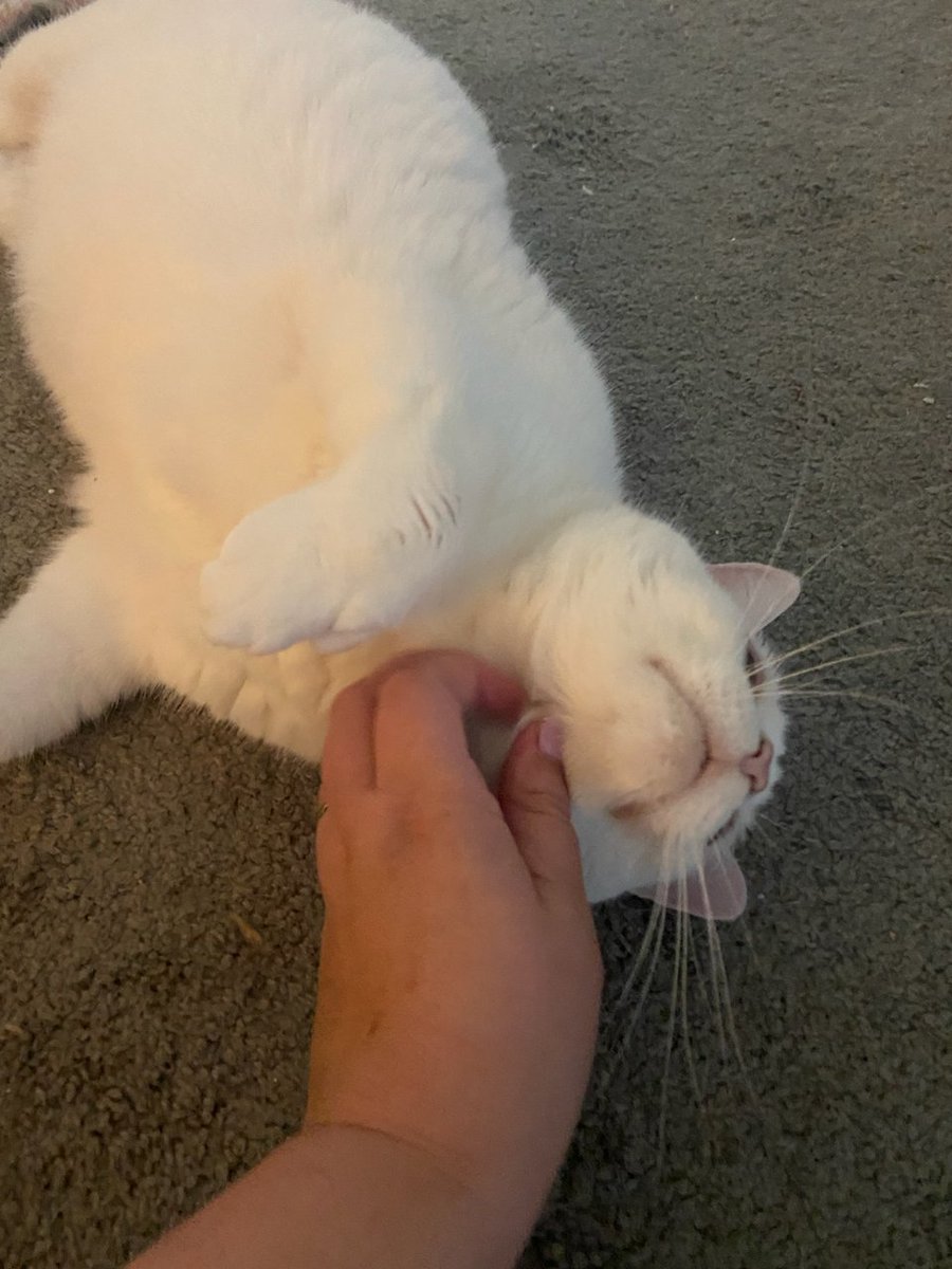 Leelee08632981's tweet photo. #cats #catsoftwitter #grandcat #hemingwaycat I like chin rubs on #caturday, how about you? https://t.co/ak4LFWf3f6