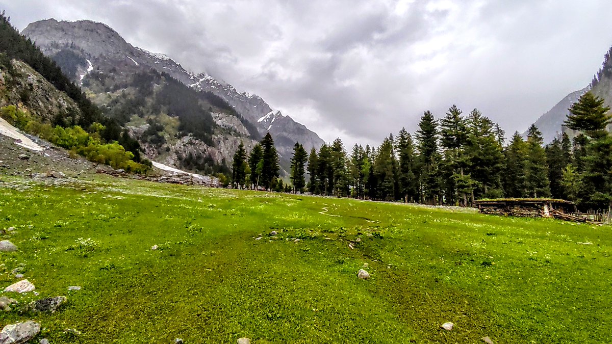 KumratTourism's tweet photo. flowers #Meadows #Kumrat Valley Khyber Pakhtunkhwa #Pakistan

Photography by @m_usman_pk https://t.co/dBafHgwZfU