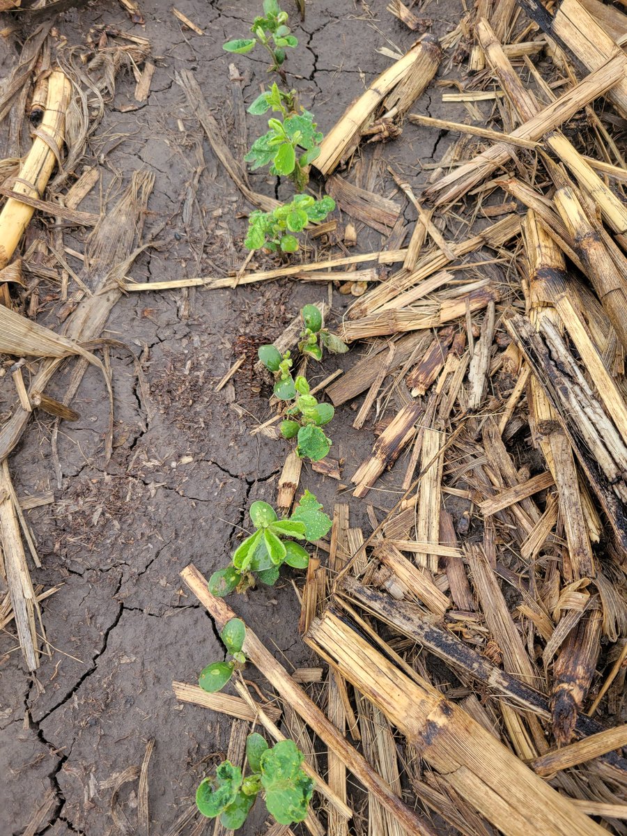 The importance of applying PPO inhibitor herbicides on early preplant prior to soybean planting.   Pre-emerge applications this wet year have some serious crop reactions, although the soybeans are slowly recovering.