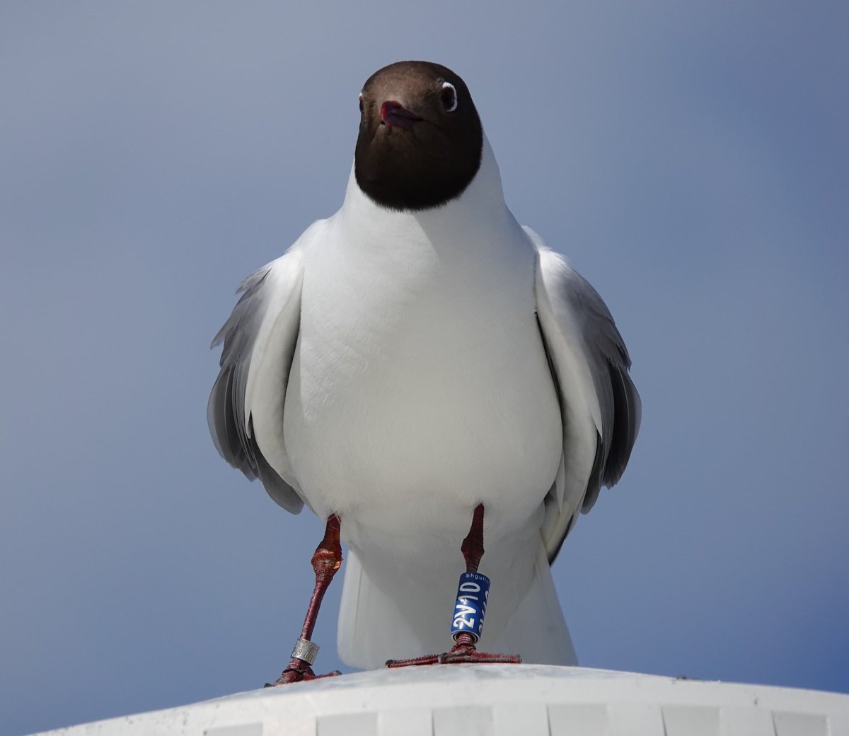 Waterbird Colour-marking Group tweet media