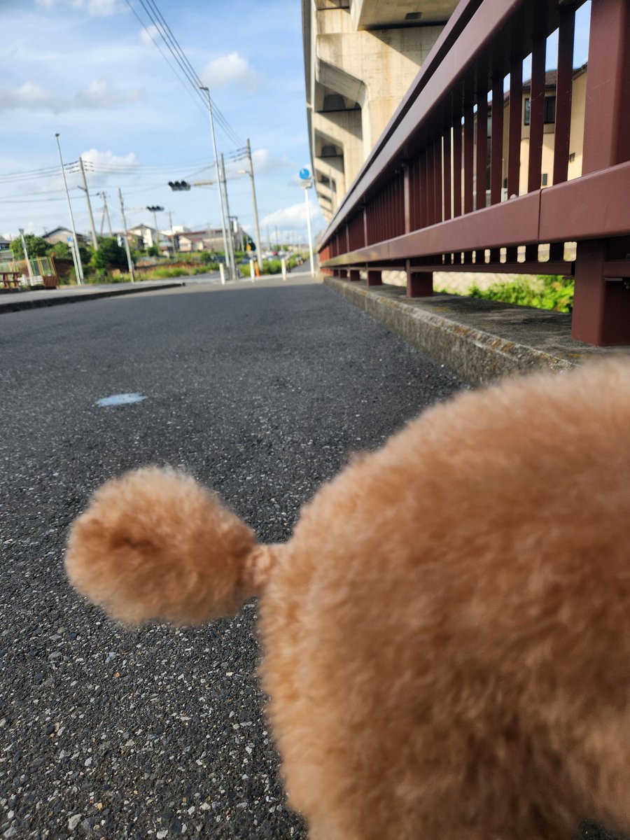 カットしたてのしっぽです