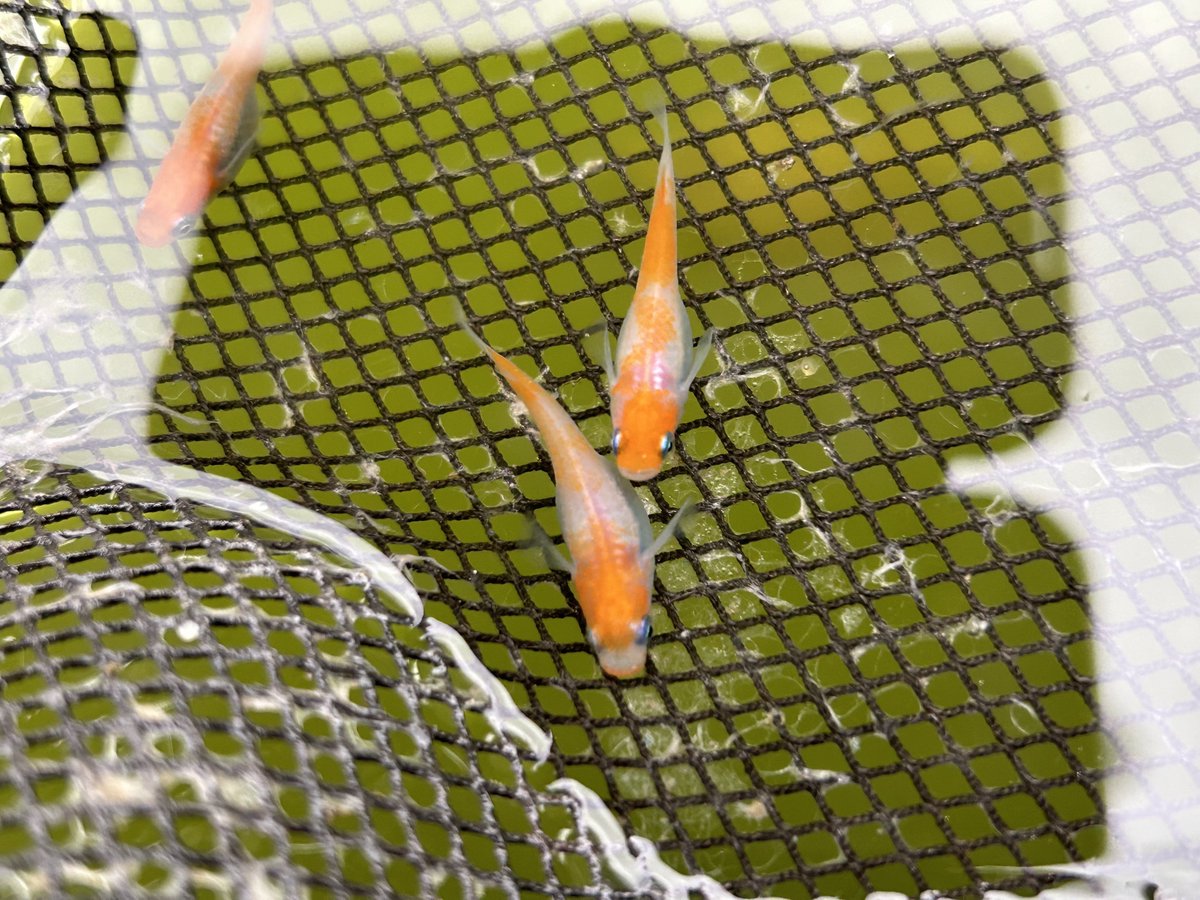 itsuki_ogri's tweet photo. プレゼント企画🎁

非透明鱗紅白の幼魚10匹+a(1.5cm〜2cm)

応募方法→フォロー&amp;このポストにコメント

応募期間6/14まで

送料等は全て当方が負担させていただきます🙇‍♀️ https://t.co/HxEdVOVkd7