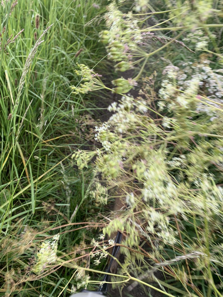 JulianBritton's tweet photo. @CotswoldDC I think I may hold on to a months Council Tax payment so it can fund a person to clear this public footpath on the Stratford Road in Mickleton https://t.co/6Q6F1GyADe