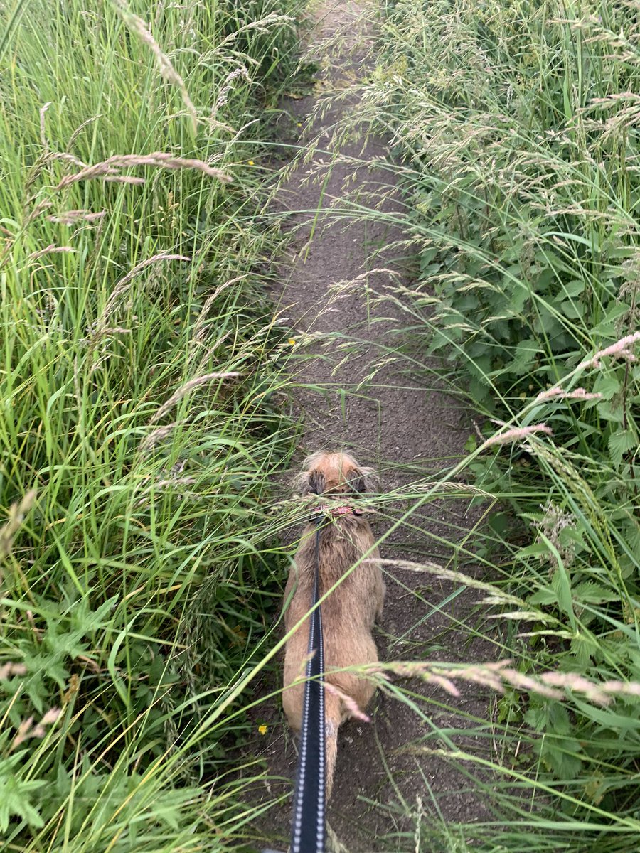 JulianBritton's tweet photo. @CotswoldDC I think I may hold on to a months Council Tax payment so it can fund a person to clear this public footpath on the Stratford Road in Mickleton https://t.co/6Q6F1GyADe
