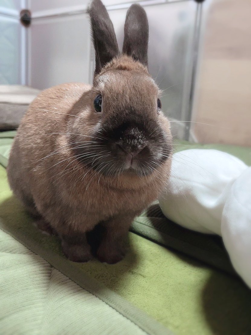 今日できゃすくんが5歳になりました🐭🎂✨そしてれいくんがお家に来て4年！🐰🎊ふたりとも毎日幸せをありがとう💐