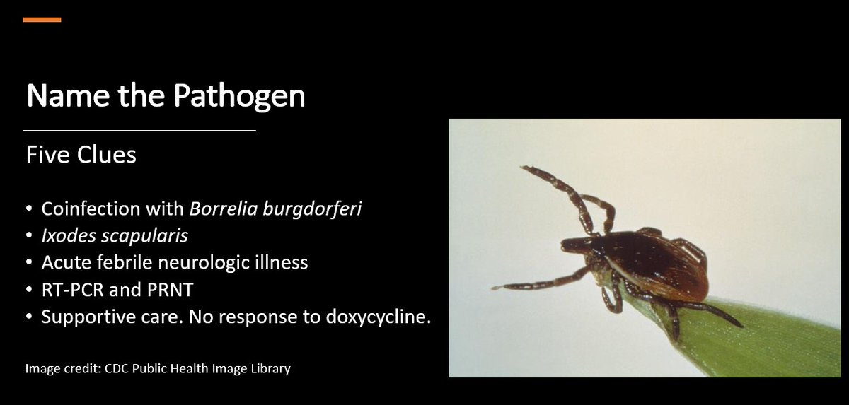 Mayo Clinic Infectious Diseases tweet media