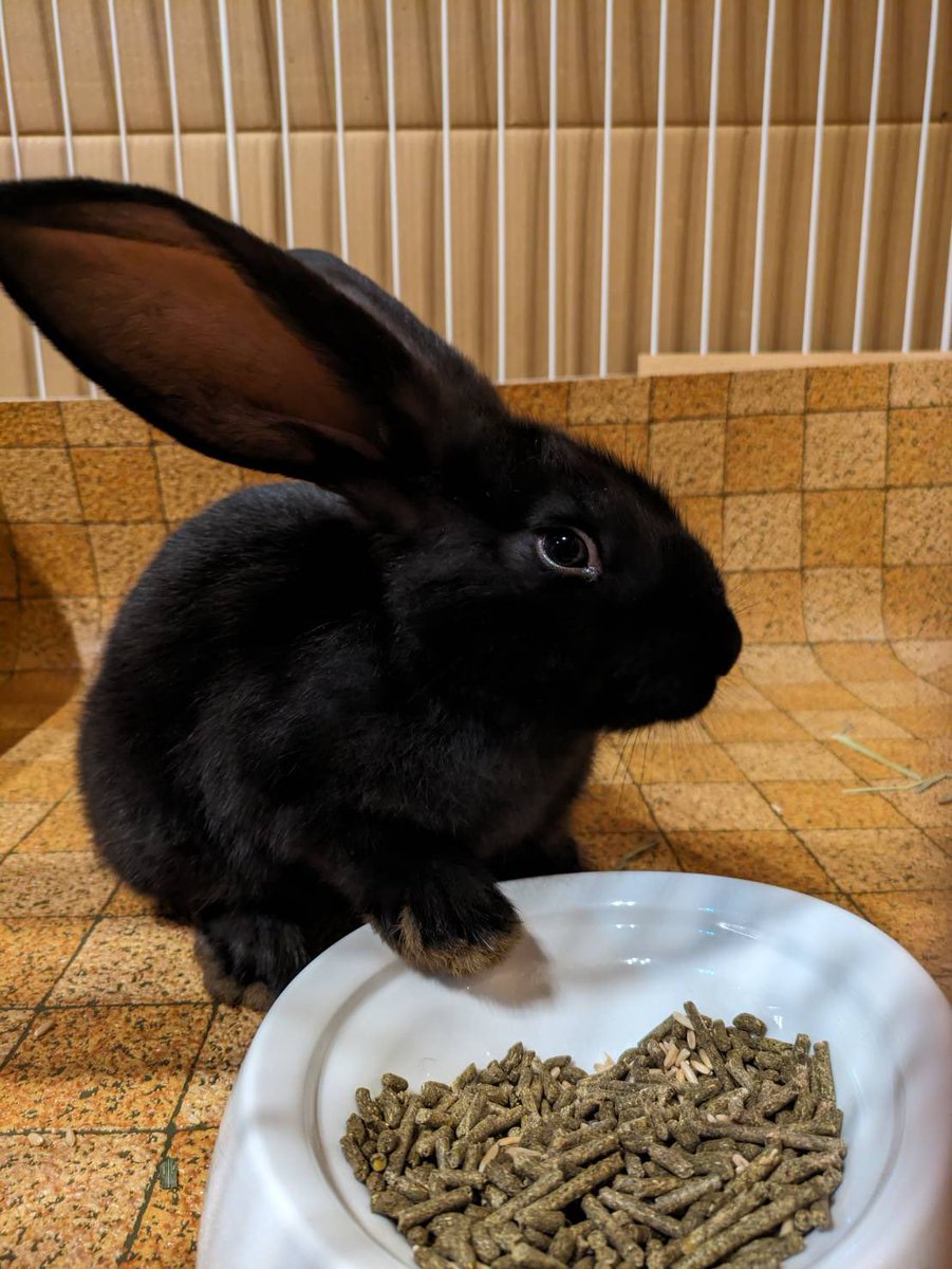 茨城県阿見町＊ふれあい動物園あにま tweet media
