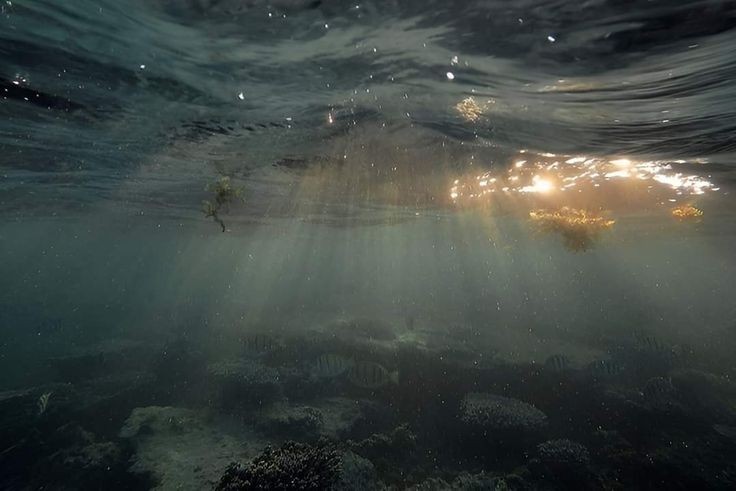 elemmiressoul's tweet photo. feel the sea.🐚🪸 https://t.co/9SH69NyfB7