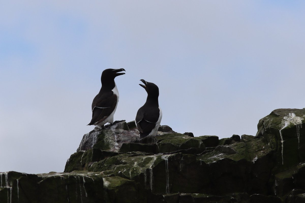 Tom_Darron's tweet image. Wonder what these fellas are chatting about 🤔🐧

Razorbills on the farne islands, seen with @UniofNewcastle on a zoology field trip this week, 📸05.06.24
#birds #birdphotography #wildlifephotography #ukbirding #ukbirdlife #razorbill #guillemot #farneislands