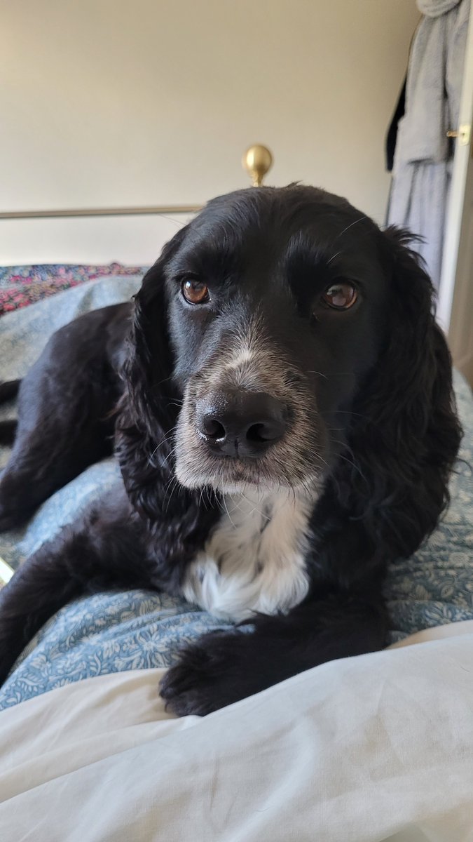 I'm looking for a man who stays home. Dark hair. Brown eyes. Long ears.