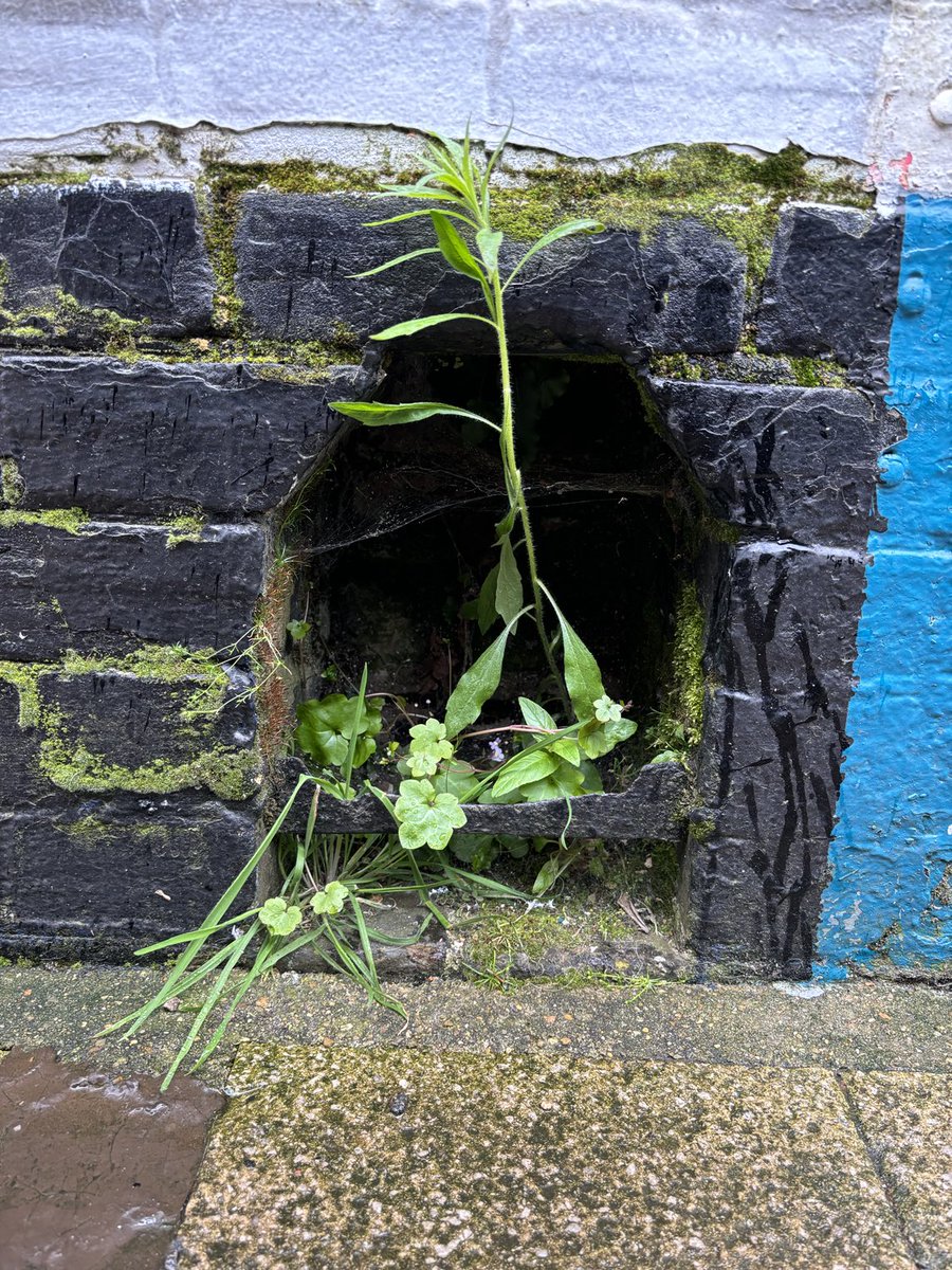 theDuncanMackay's tweet image. The boot scrapers of Holt.
#BootScraperSaturday