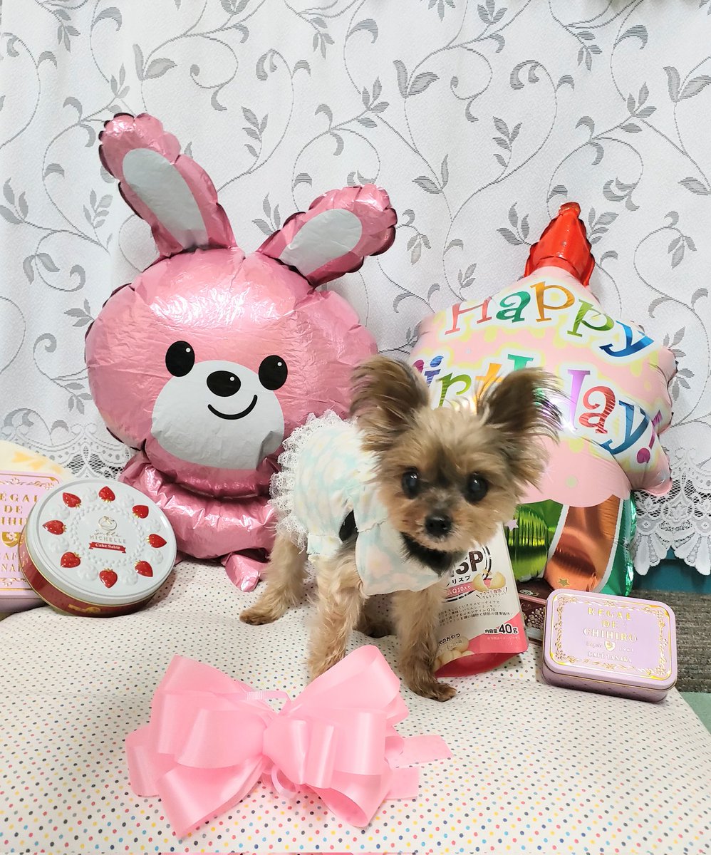 ヨークシャテリア