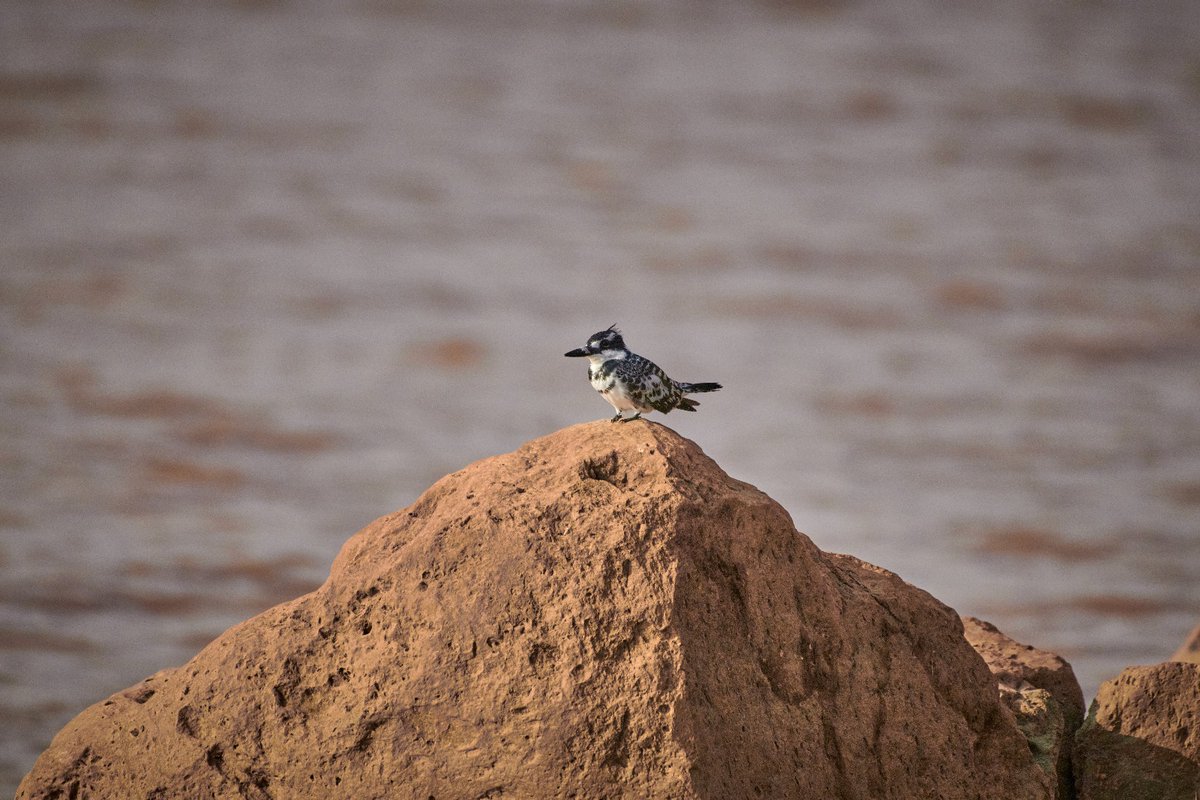 bownaankamal's tweet image. Pied Kingfisher on top of a natural pyramid | Lake Langano | Ethiopia
.
.
#ecosystemprotection #piedkingfisher #lakelangano #biodiversity #kingfisher #birds #birdsofafrica #habitat #bownaankamal #ethiopiawildlife #ethiopianwildlife #niokn #africanbirds