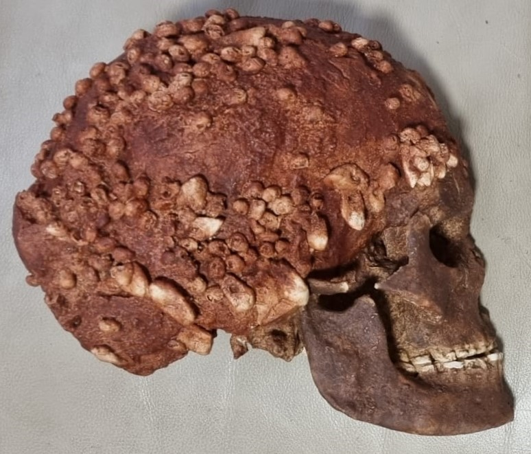 robertosaezm's tweet image. Esta semana he publicado una nueva entrada en #NutcrackerMan sobre la Dama de Cavillon, un asombroso enterramiento paleolítico que incluye un posible tocado con 300 conchas perforadas. 
Also in English ➡️ The Lady of Cavillon wp.me/p4Bi9E-3tF