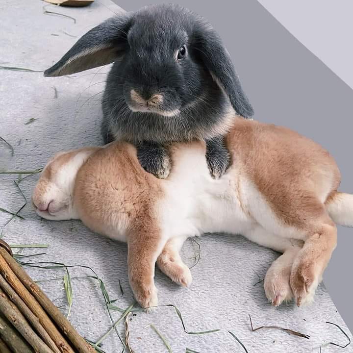 RabbitUnion tweet picture