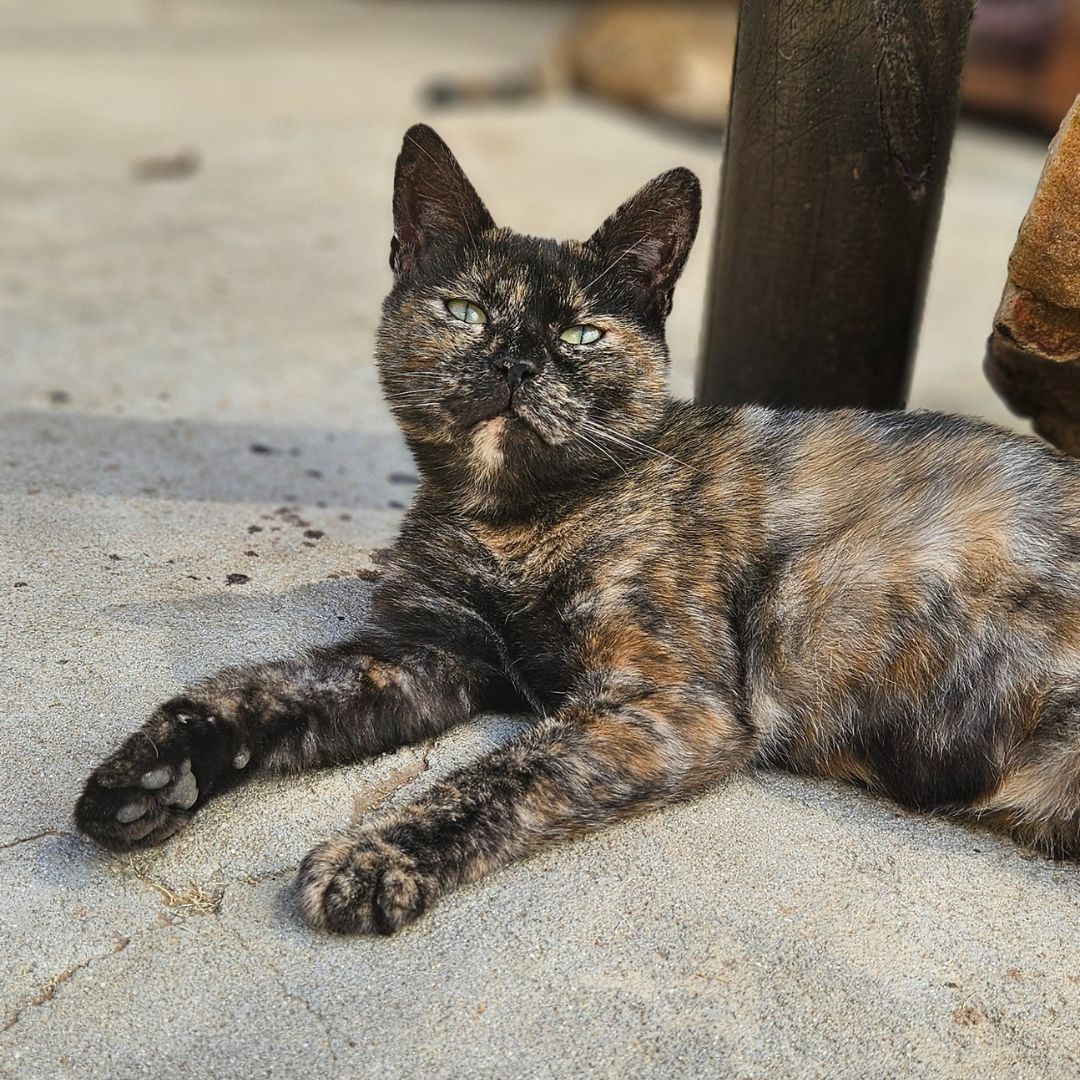 TEARS Animal Rescue tweet media