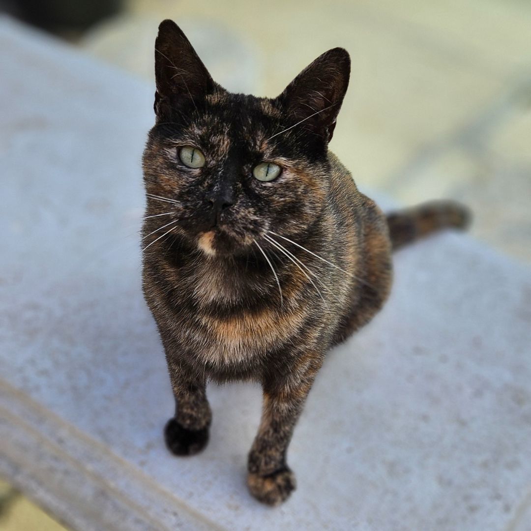 Hi there, I’m Balou, your purr-fect companion with a tortie-tude!
Just call me the Queen of Cattitude! My little fur babies have flown the coop, leaving me with a newfound freedom to rule the roost. 

To adopt Balou: tears.org.za/cats/?mgi_29=7…
