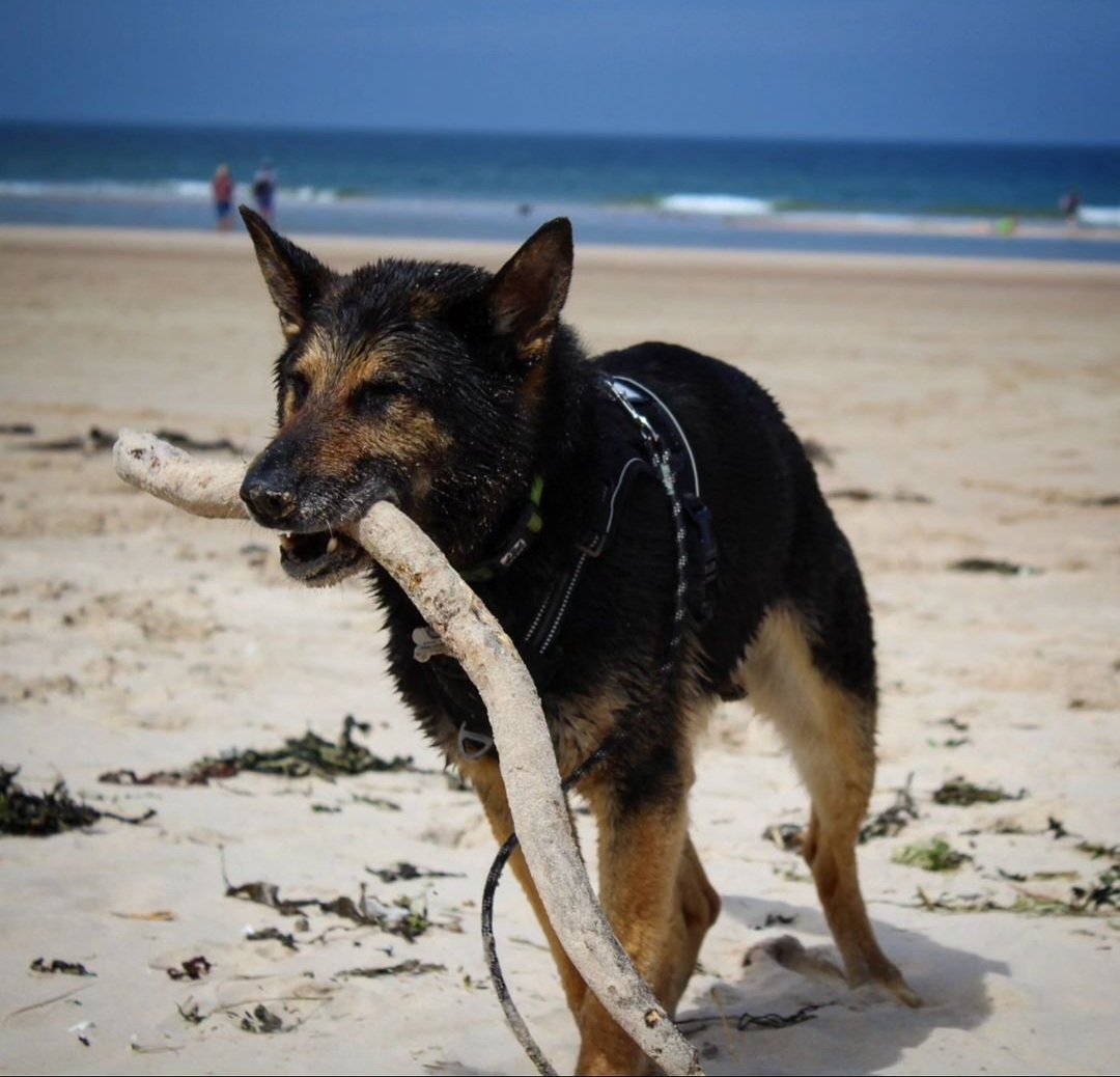 HERO PAWS tweet media