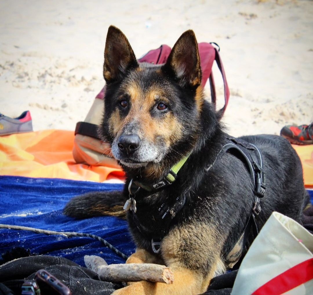 HERO PAWS tweet media