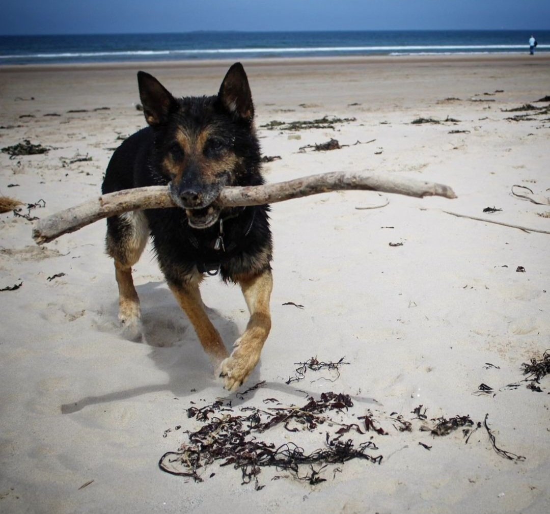 HERO PAWS tweet media