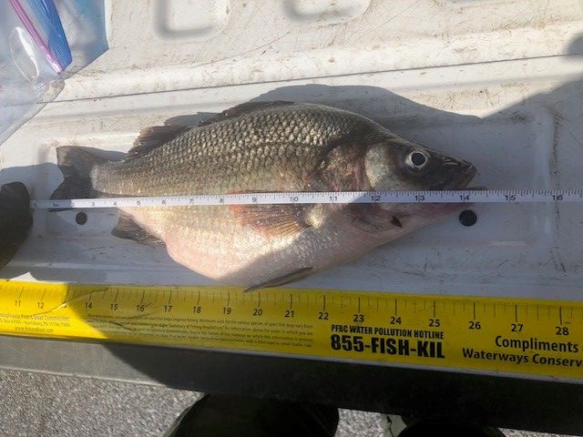 pafishandboat's tweet image. The Pennsylvania Fish and Boat Commission is pleased to announce that it has certified a new state record White Perch!

Find out more: ow.ly/9tUb50Sc1RL

#FishPA #WhitePerch #StateRecord #Fishing #Angler #PAFishandBoat