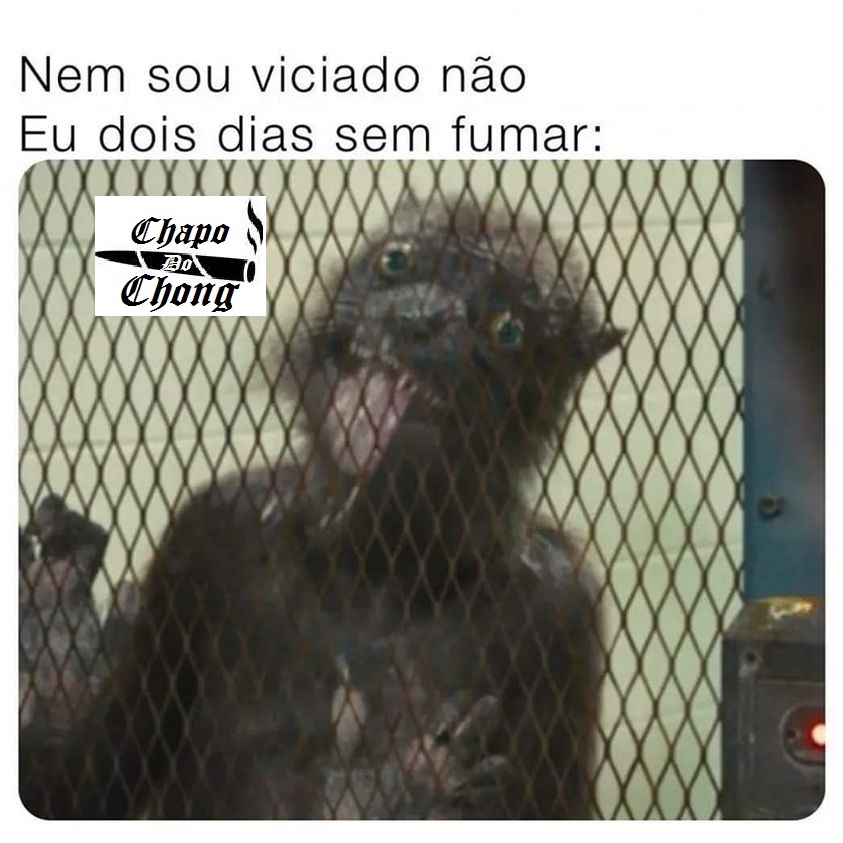 Chapo Do Chong (@chapodochong) on Twitter photo 