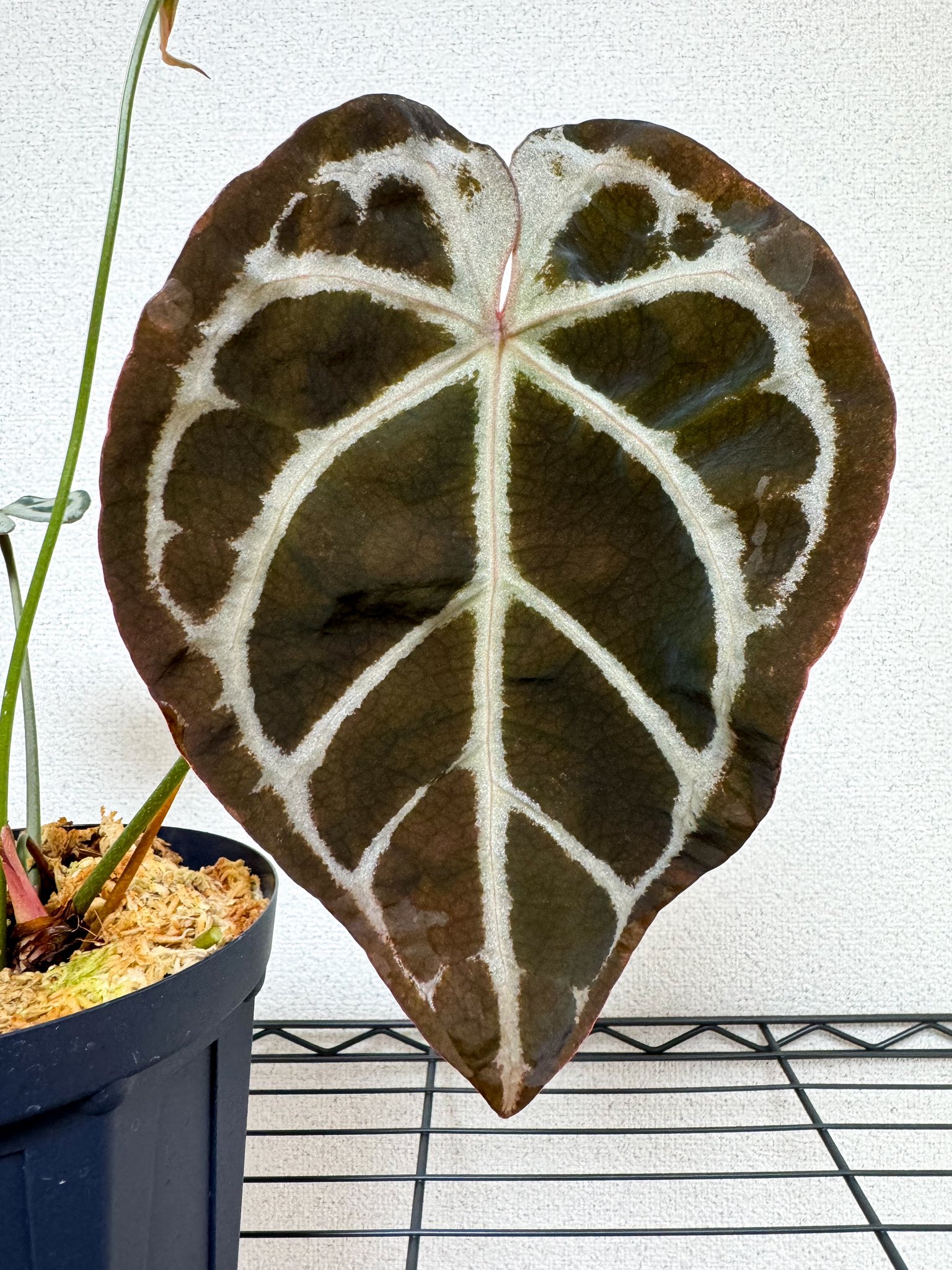 select 'Angels dream' /forgetii × 'Red crystal' Anthurium